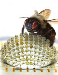 rogers_bug__eye4__300-250x323