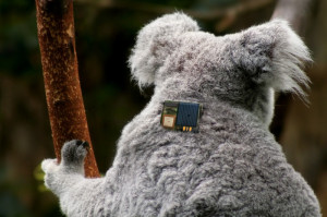 koala-back-1-with-tag